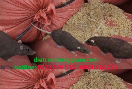 Dịch vụ diệt chuột tại quận Gò Vấp giá rẻ