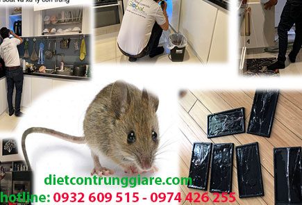 Dịch vụ diệt chuột tại quận Tân Bình giá rẻ