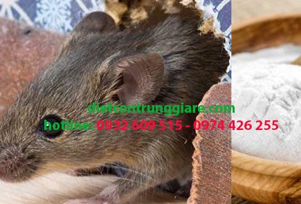 Dịch vụ diệt chuột tại quận Tân Phú giá rẻ