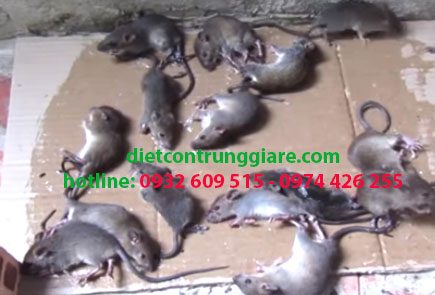 Dịch vụ diệt chuột tại Củ Chi giá rẻ