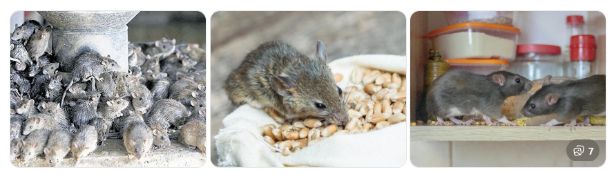 Chuột phá hoại thực phẩm